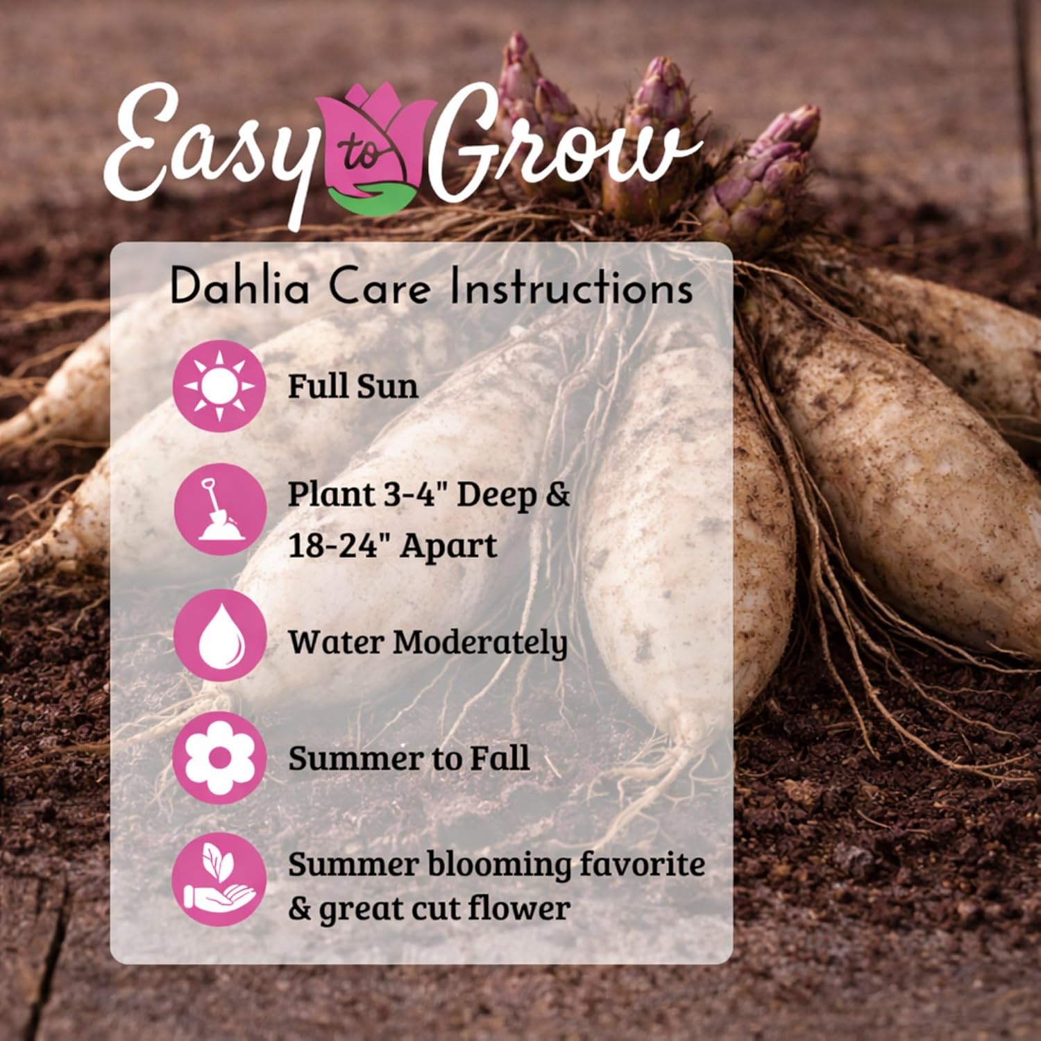 Easy to Grow Dahlia Edge of Joy 3 Clumps of Tubers - Purple & White Flowers Blooms in Summer to Fall Sun, Plant in Spring