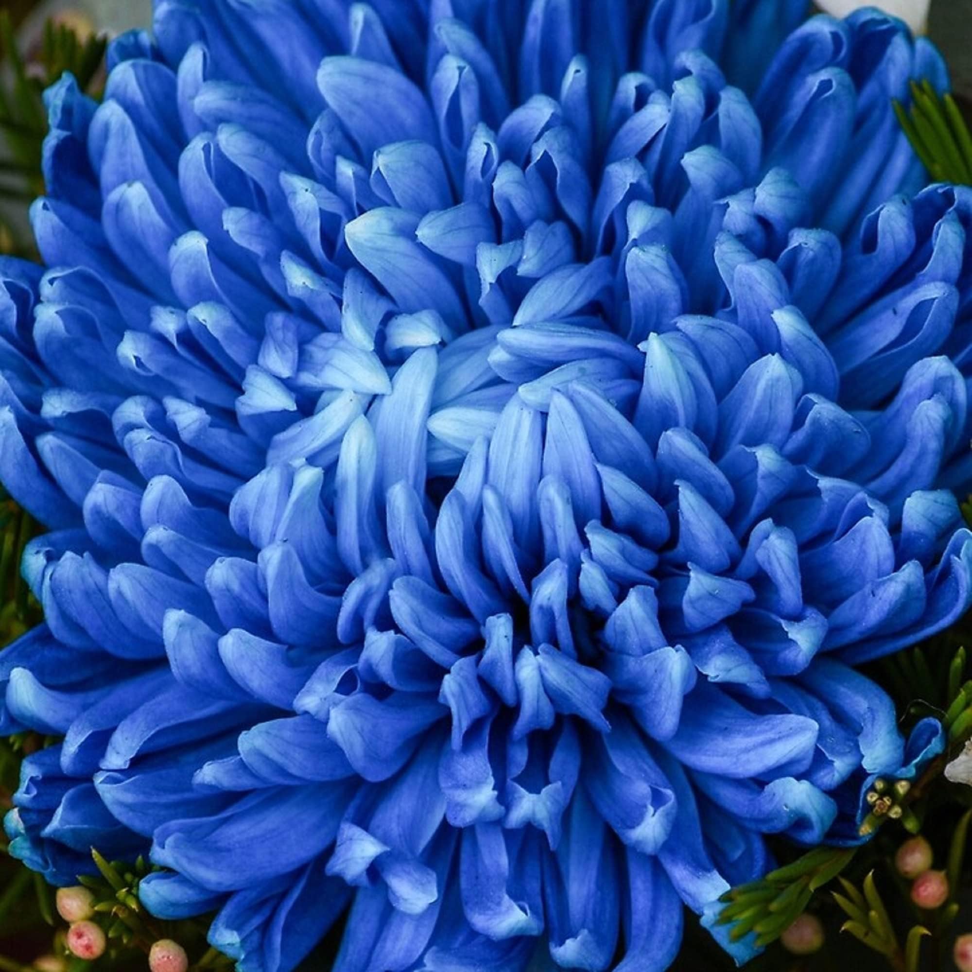 CHUXAY GARDEN Blue Chrysanthemum-Mums,Chrysanths 50 Seeds Flowering Planting Rare Blue Lovely Flowers Striking Landscaping Plant Grows in Garden and pots