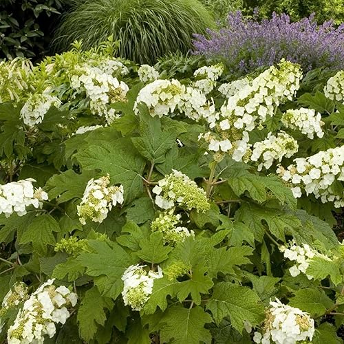 Miniatura 5 de YEGAOL Garden - Semillas de hortensias de hoja de roble, arbusto floreciente, plantas ornamentales populares, flores llamativas, cama de jardín,