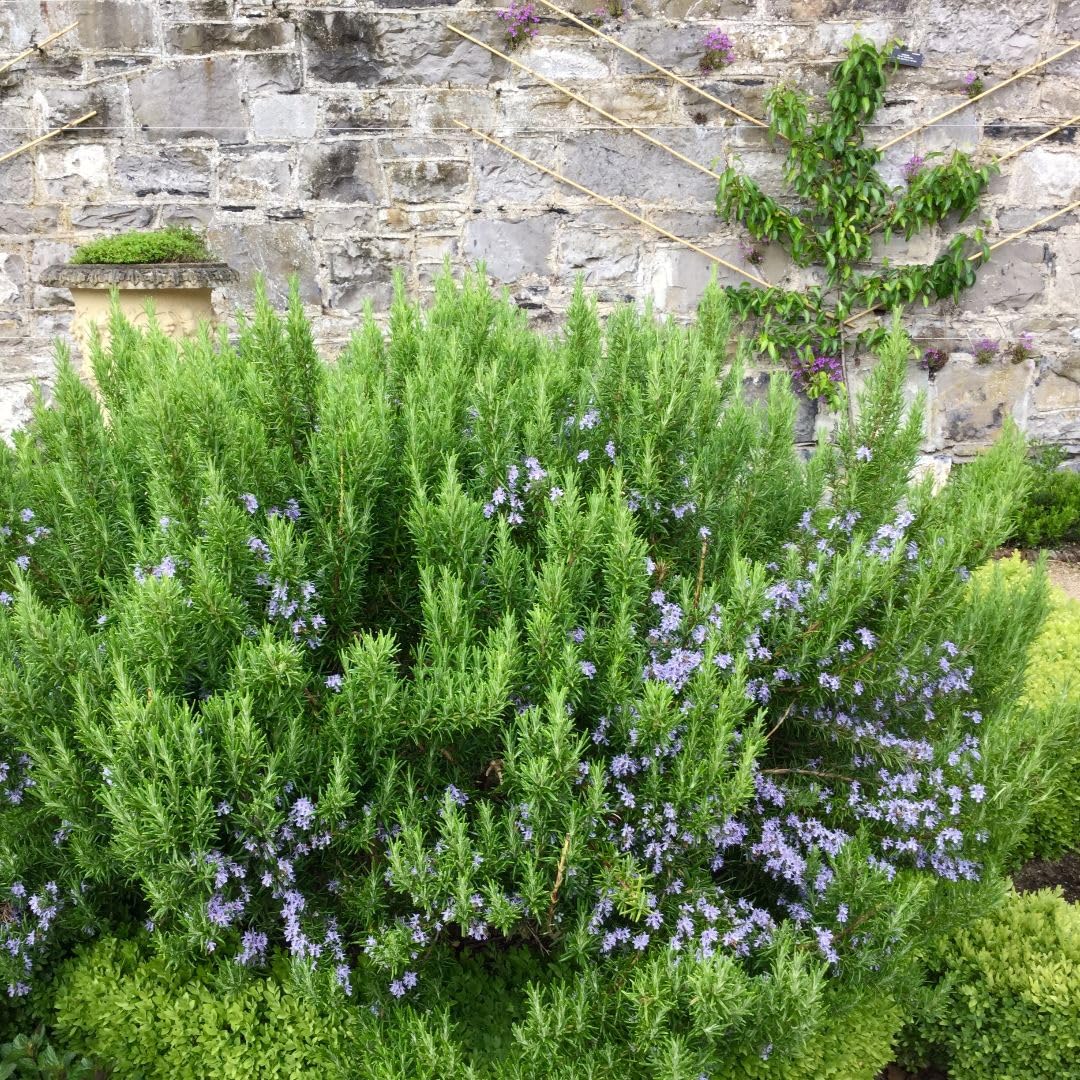 Rosmarinus officinalis 'Roman Beauty' - Hardy Evergreen Culinary Herb Shrub with Aromatic Foliage and Purple Flowers, Supplied in a 9cm Pot x 1, Thompson & Morgan