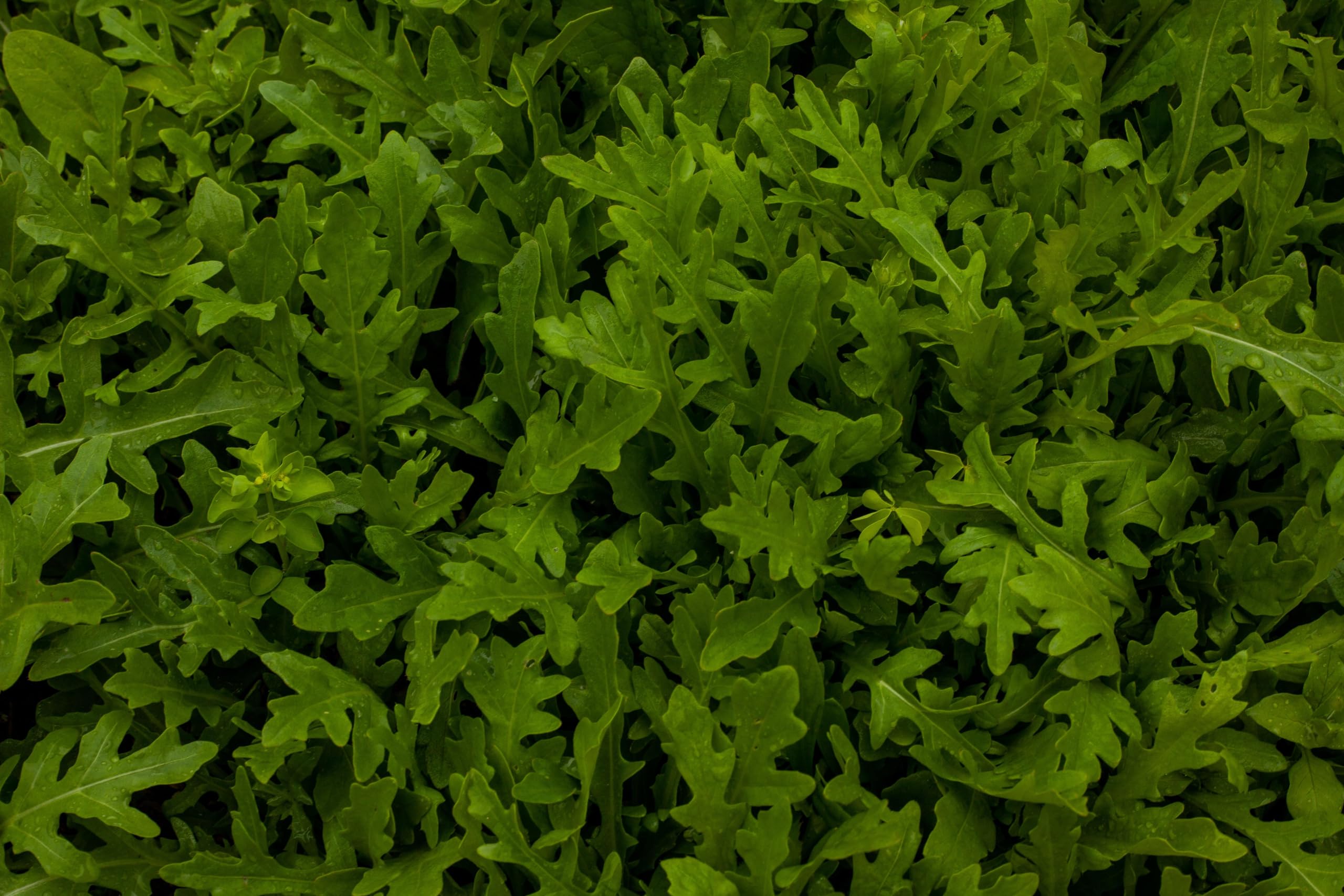Rucola (Rucola coltivata) Samen. Salatrauke, Senfraute (20000 Samen = 40,0g)
