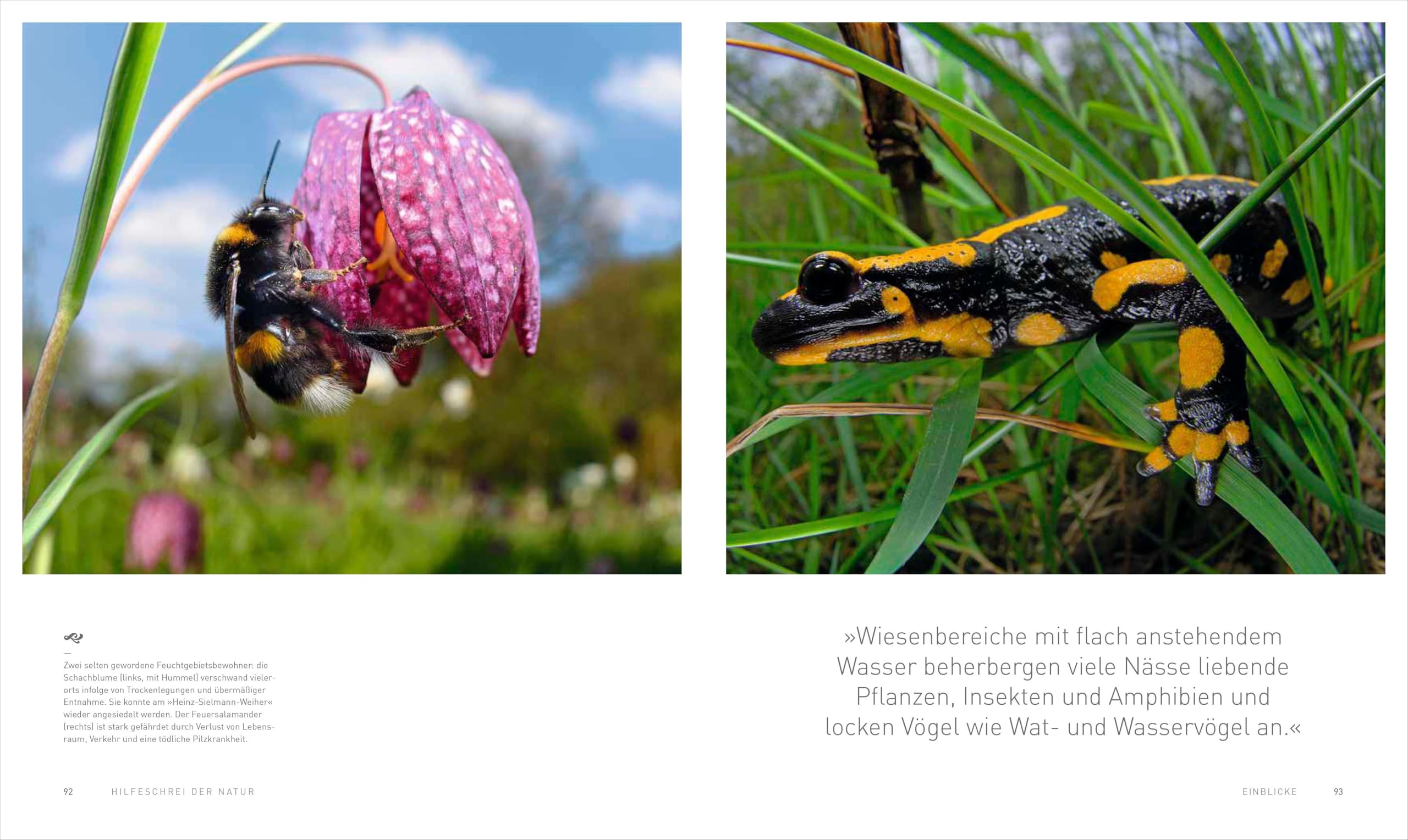 Bildband: Unsere Zukunft braucht Natur. Artenvielfalt: Die Garantie für unser Überleben: Was wir noch tun können – die letzte Chance für unsere geschundene Erde. Ein Bildband zum Thema Artenschutz.