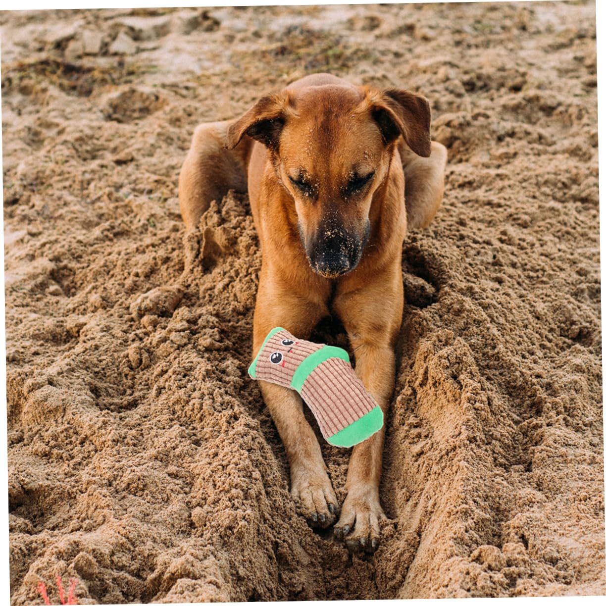 INOOMP 6paires Chaussettes à Jouer pour Chiens De Jouets Squeaky pour Chiots Stimule Instinct De Jeu Et Le pour Occupation Divertissement des Chiens