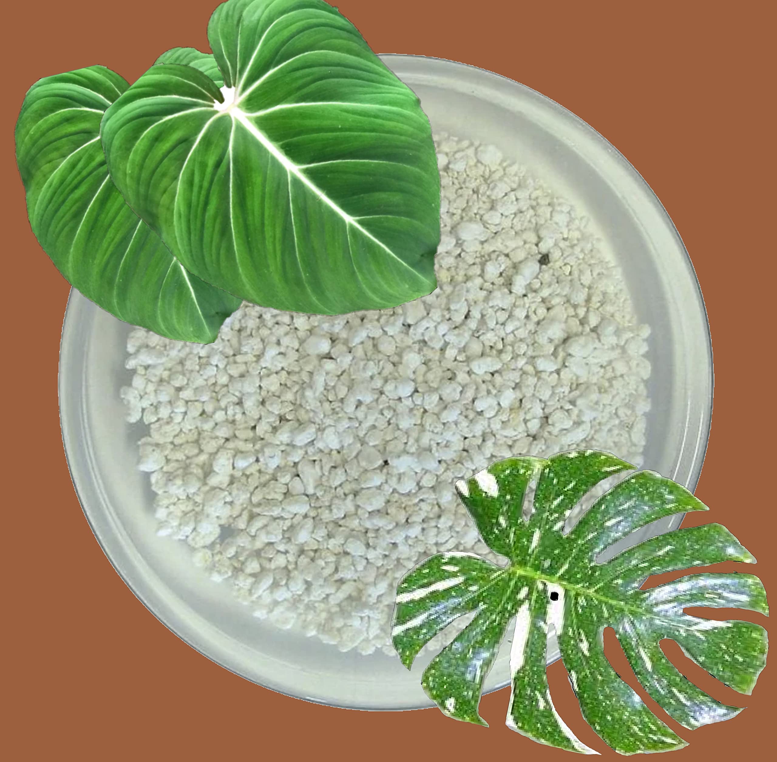 PREMIUM Grade A Perlite Ideal Aroid Propagation, Hydroponics, Ideal Soil Mix Add (1 Litre Bag)