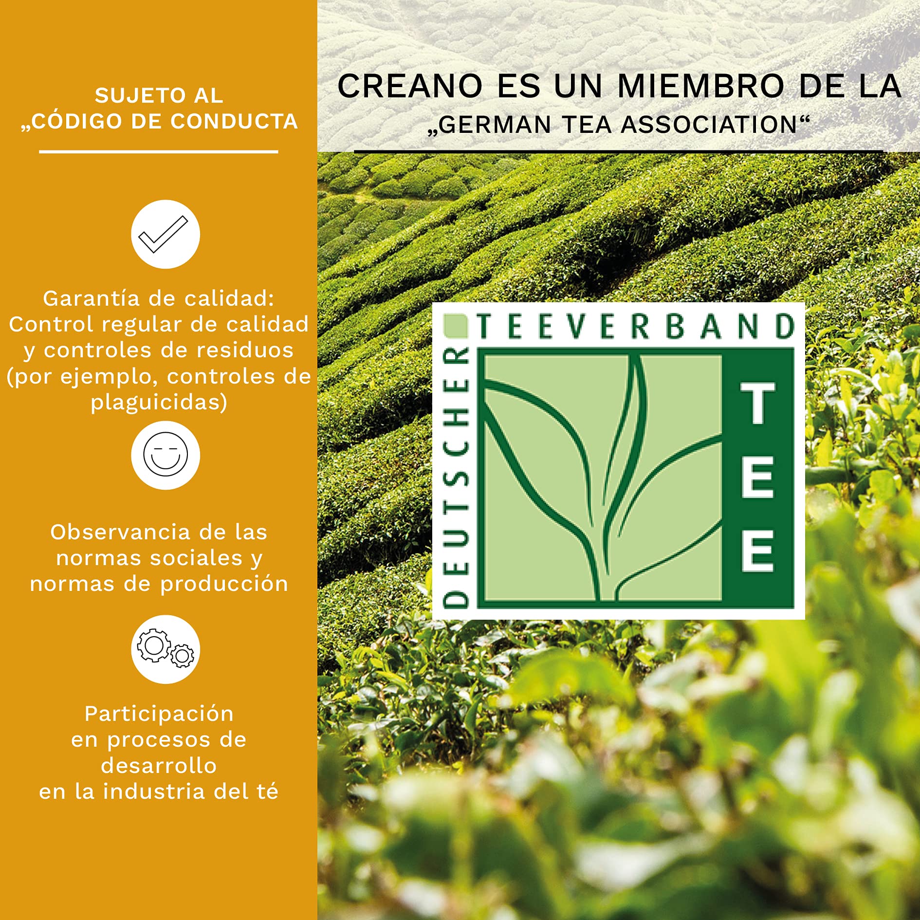 Creano Teelini Flores de Té Blanco 8 uds con Taza de Vidrio 200ml y Tapa – Set de Regalo Completo – Ideal para Mamá y Oficina