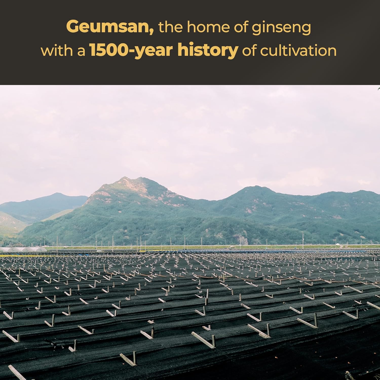 GeumHeuk Korean Black Ginseng Extract Every Ginseng Plus. 10g X 30 Stick Pouches. Immune Support, Energy Booster, Fatigue Recovery, Mental Performance. Patented Method. - Image 4