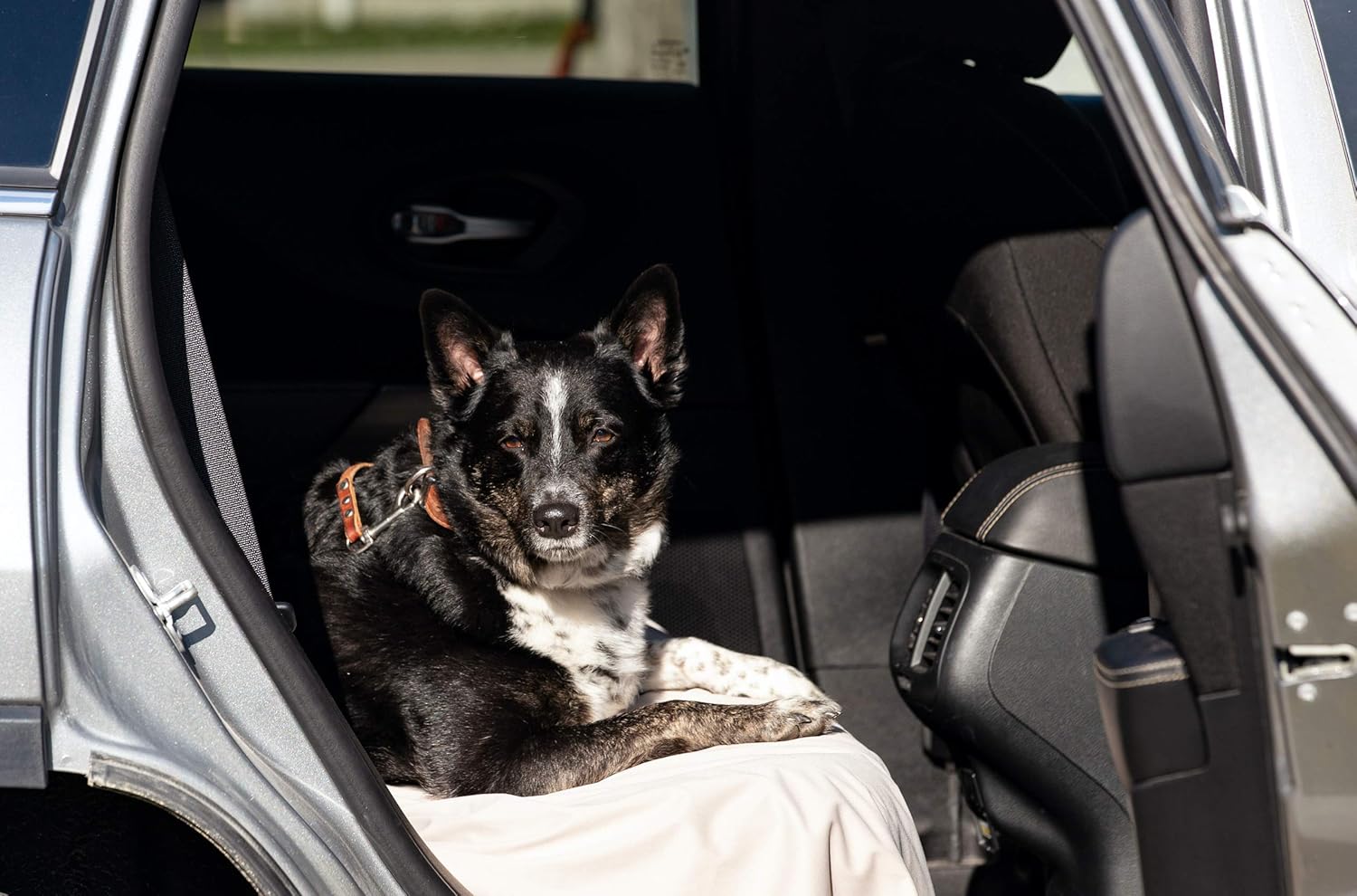 Dog rugs for cars Clearance