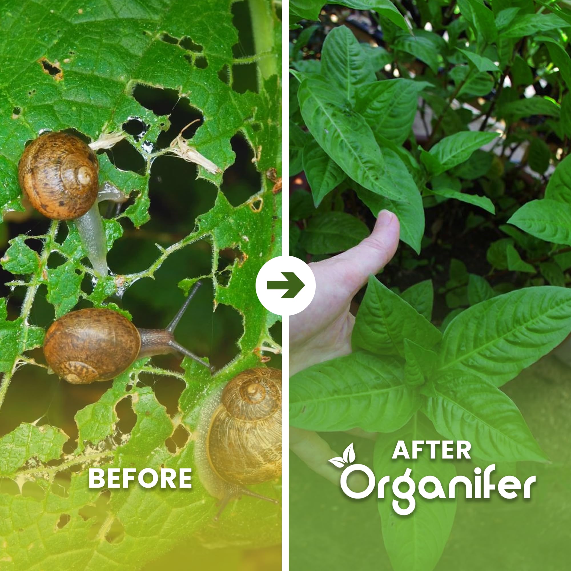 Concentrado - 10L - 10000m2 | Caracoles - No Tóxico - Cuidado Del Jardín - Plantas Sanas - Fertilizante Líquido - Fertilizante Para Jardín - Organifer