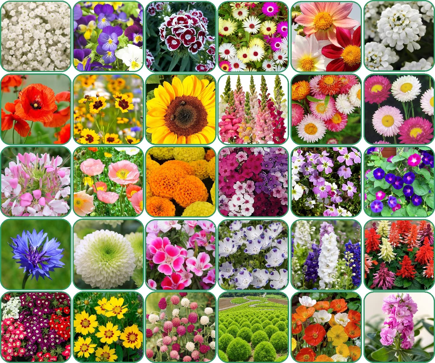 Aero Seeds 30 Variety Of Flower Seeds Combo Pack With Instruction Manual. (B0BFLQPKDX) Amazon Price History, Amazon Price Tracker