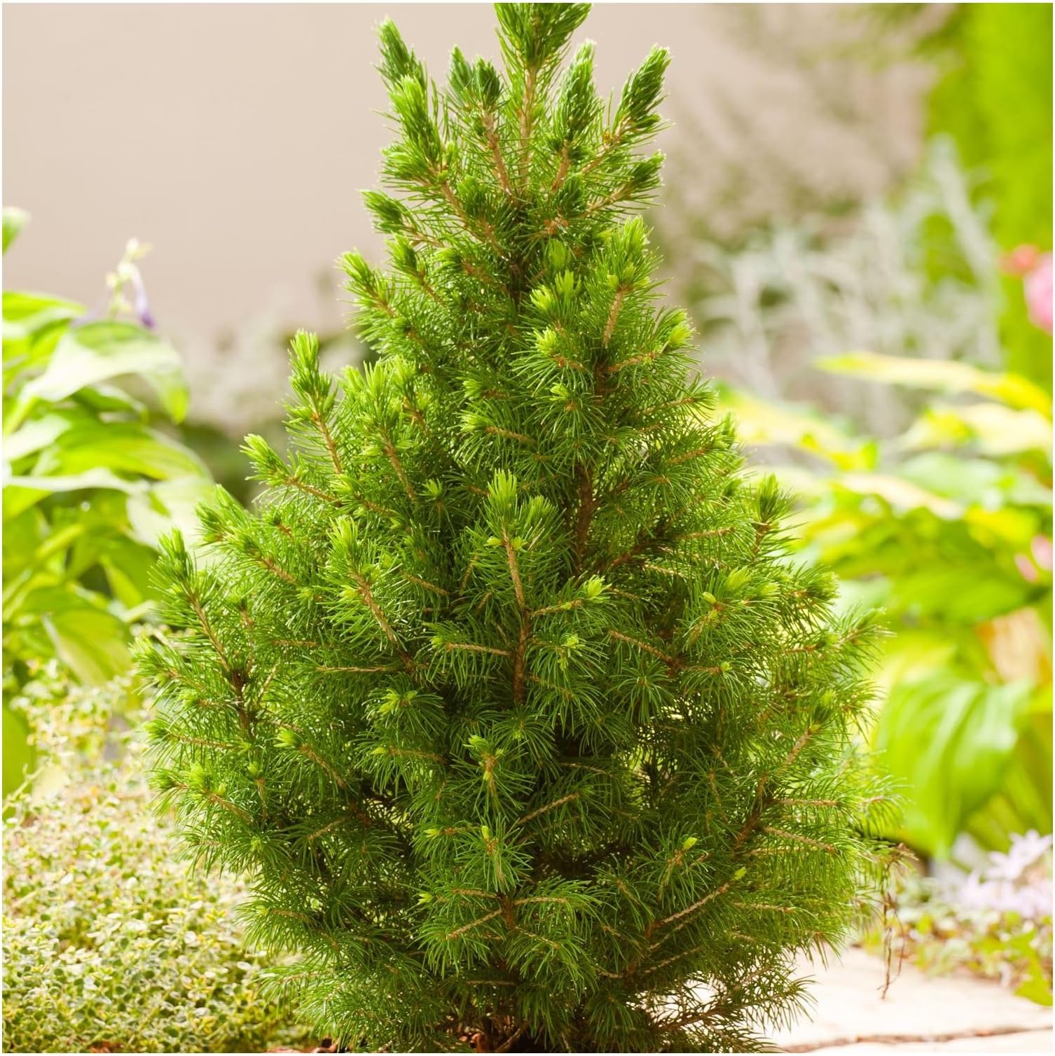 [x3] Dwarf Conifer Picea Glauca 'Albertiana Conica' | Multi-Pack | Evergreen Shrubs | Outdoor Garden Ready Plants