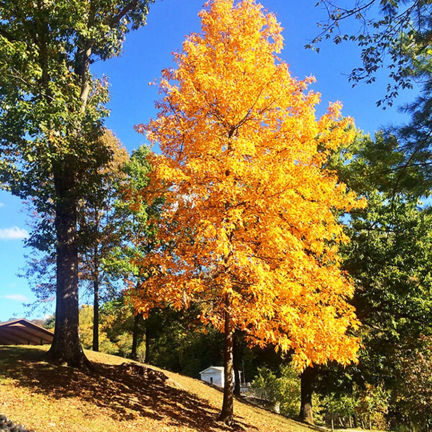 Rare Hickory Tree Live Plant, Cold Hardy, Dormant, 6-12" Tall, 1 Year Old Trees for Garden Planting