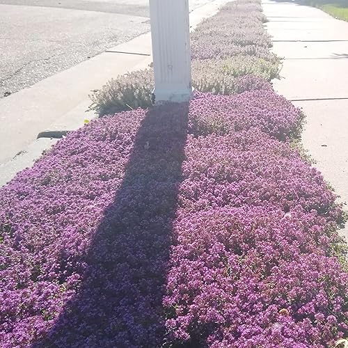 Miniatura 3 de YEGAOL Garden - Semillas de tomillo rastrero rojas fragantes que atraen a los polinizadores tolerantes a la sequía sin OMG sustituto de césped