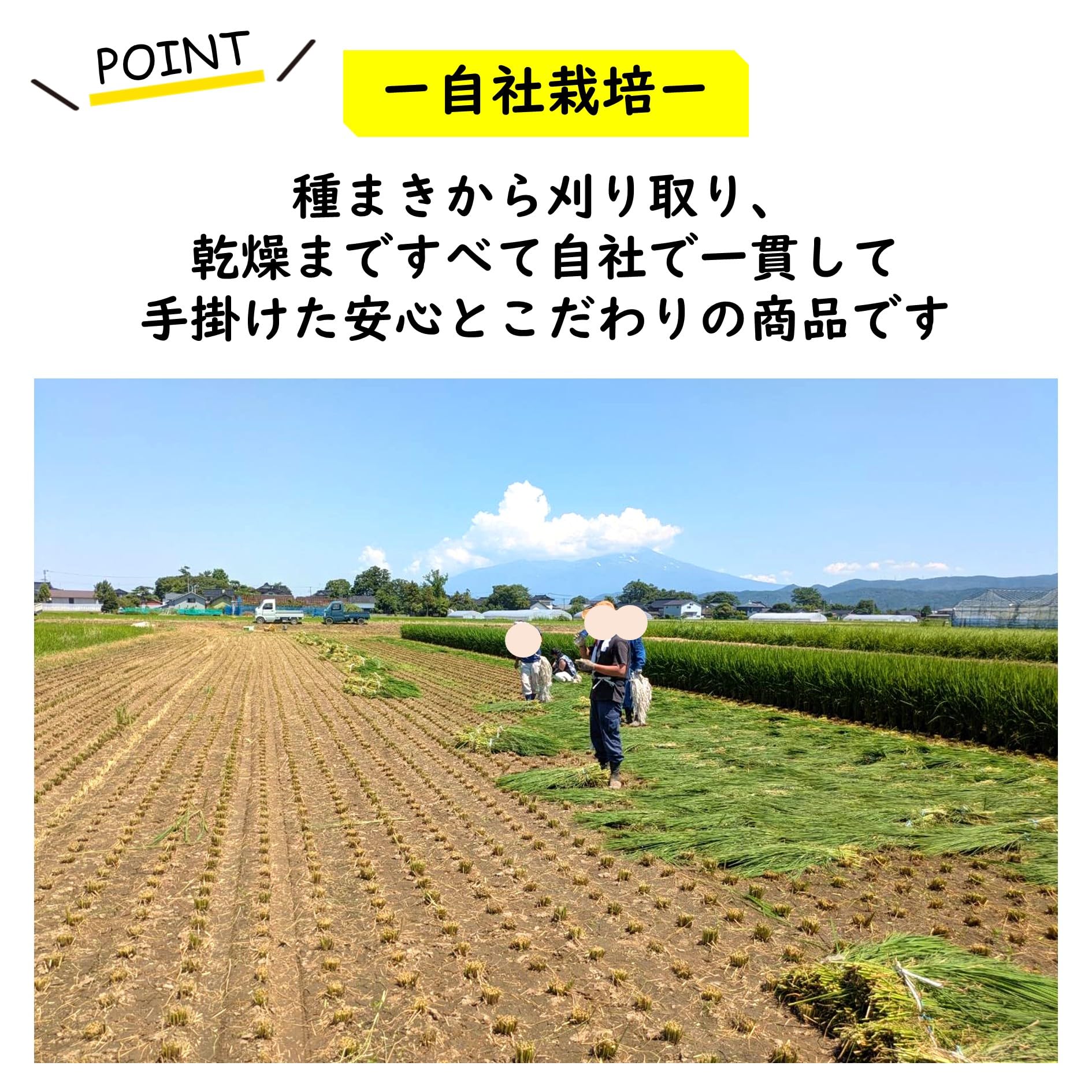 Amazon.co.jp: 【今年度分 販売開始！】令和8年度産 伊勢錦の青わら約