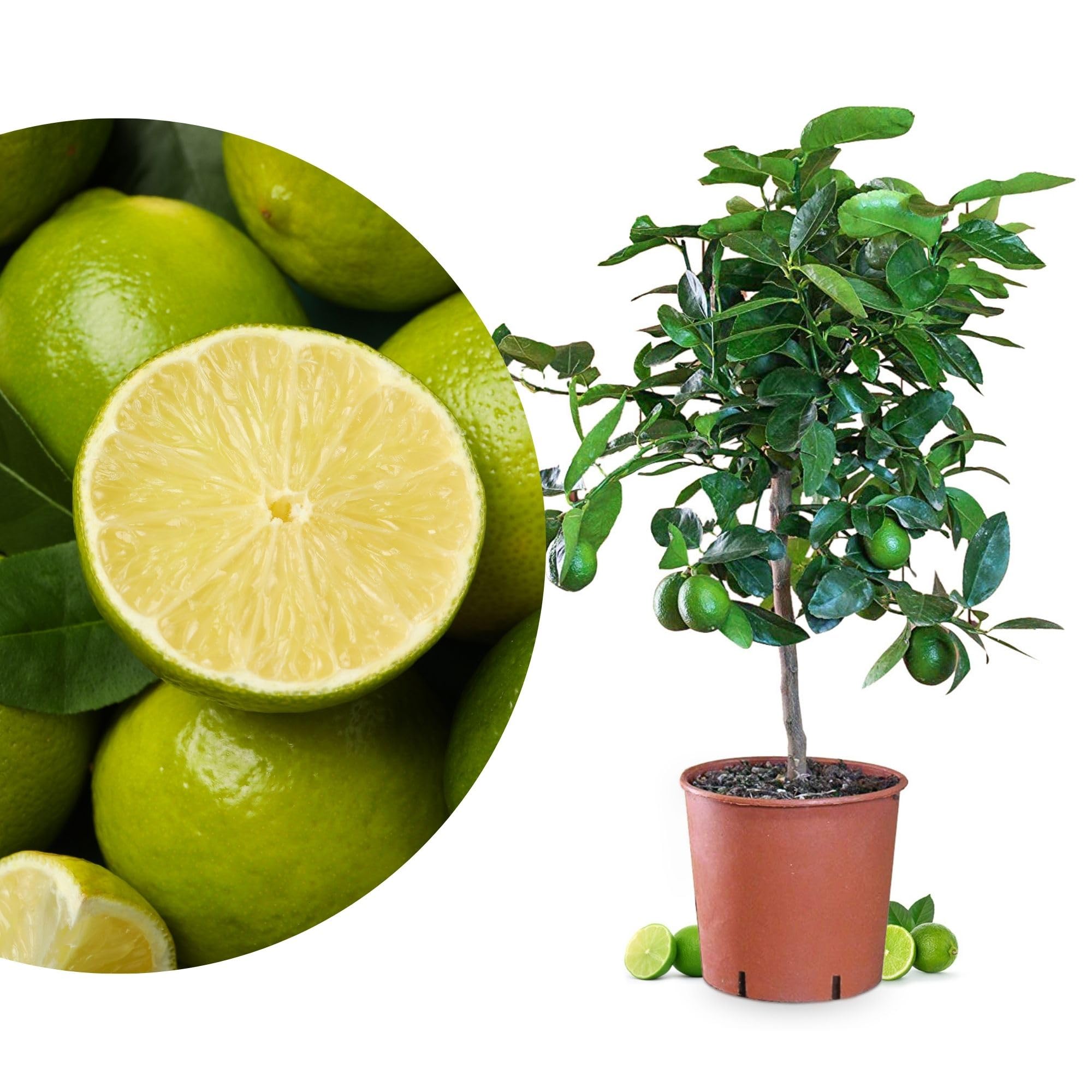 Meine Orangerie Limettenbaum Citrus Latifolia – Tahiti Limette - persische Limette - fruchtreife Zitruspflanze mit essbaren Limetten – Mediterranes Flair für Garten, Terrasse oder Balkon