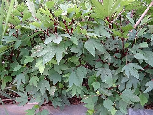 Miniatura 2 de TomorrowSeeds - Semillas de roselle de hibisco rojo - Paquete de más de 50 unidades - para hibisco sabdariffa birmano barbilla baung jamaicana