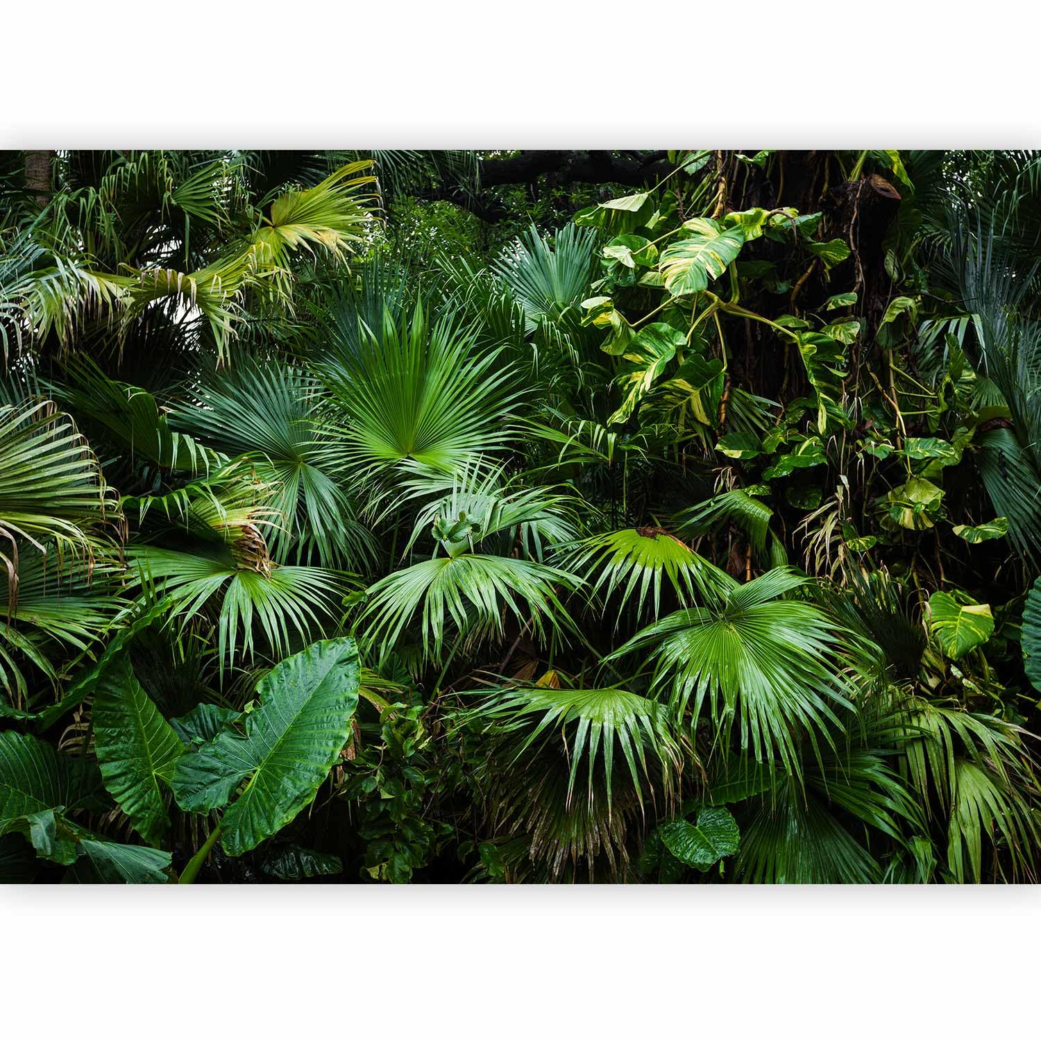 Papier peint panoramique forêt revêtement mural jungle tropicale gris vert 400x280