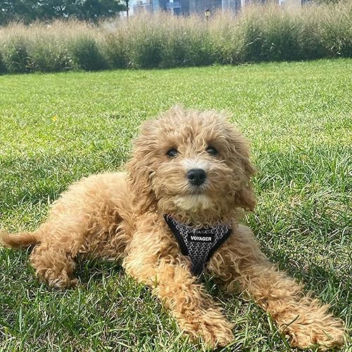 Miniatura 7 de Best Pet Supplies - Arnés de malla para todo tipo de clima, reflectante, antitirones, para perros y gatos pequeños y medianos, con cierre de velcro,