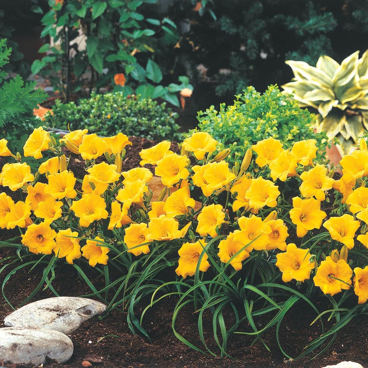 Stella D' Oro Yellow Flowering Reblooming Daylily (Hemerocallis) Dormant Bare Root Perennial Plants, 5-Pack