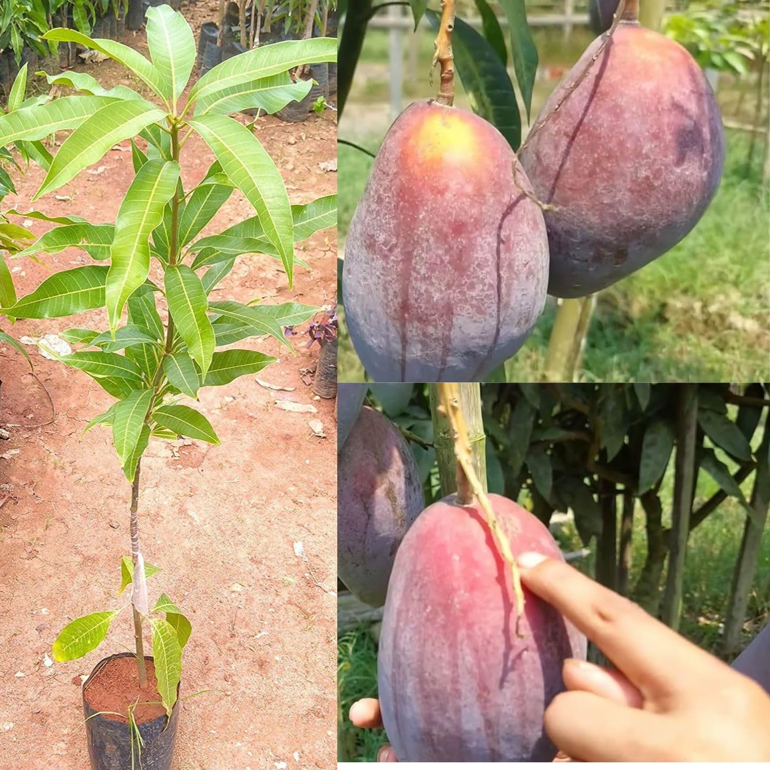 DIARAA All Time Katimon Mango fruit plant Grafted (Height 2-3 Feet) Original Katimon Mango fruit plant Hybrid All Seasons Baramasi Mango Tree Live Fruit Plant For Home Garden 1 in grow bag (B0CVXYZQ2W) Amazon Price History, Amazon Price Tracker