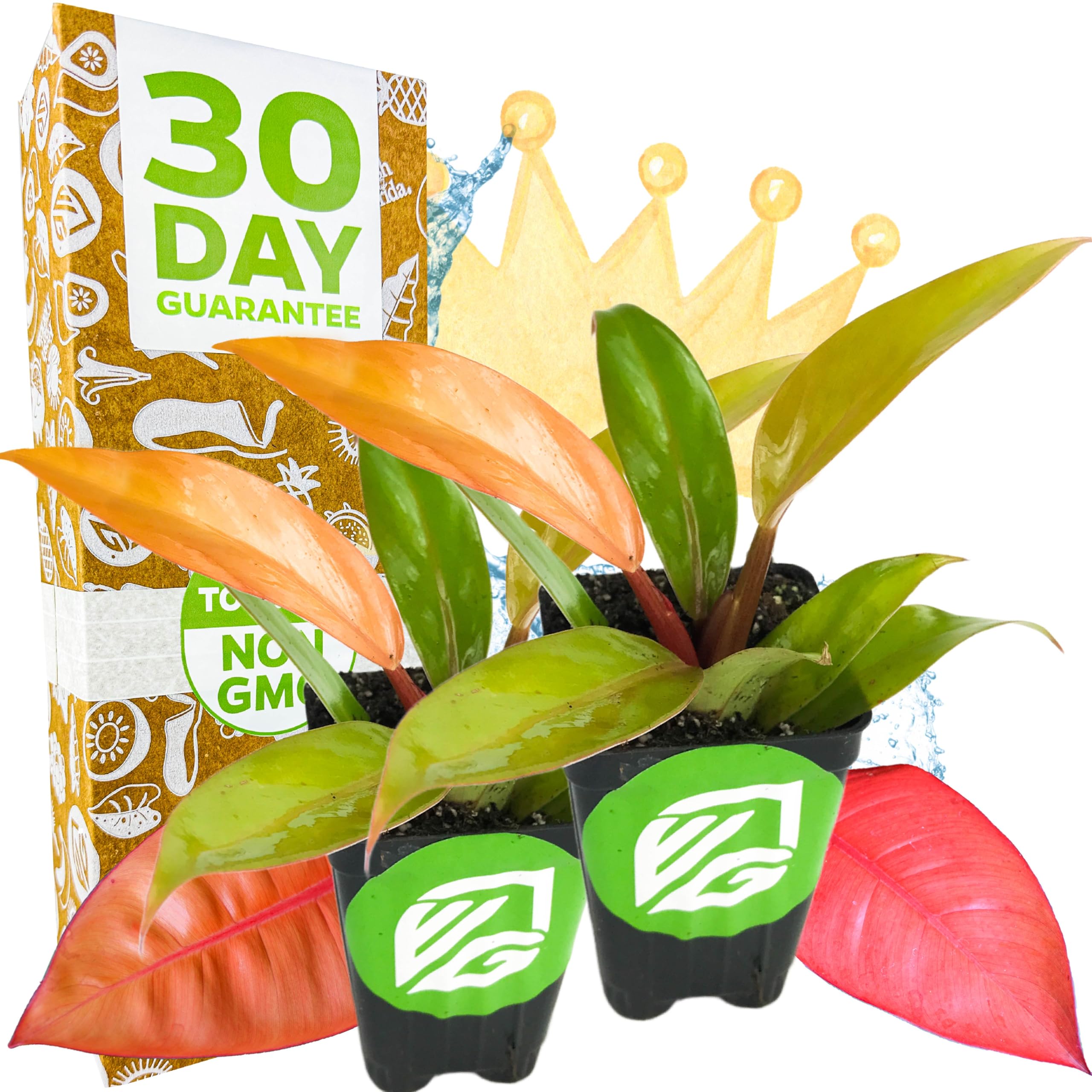 Philodendron Prince of Orange
