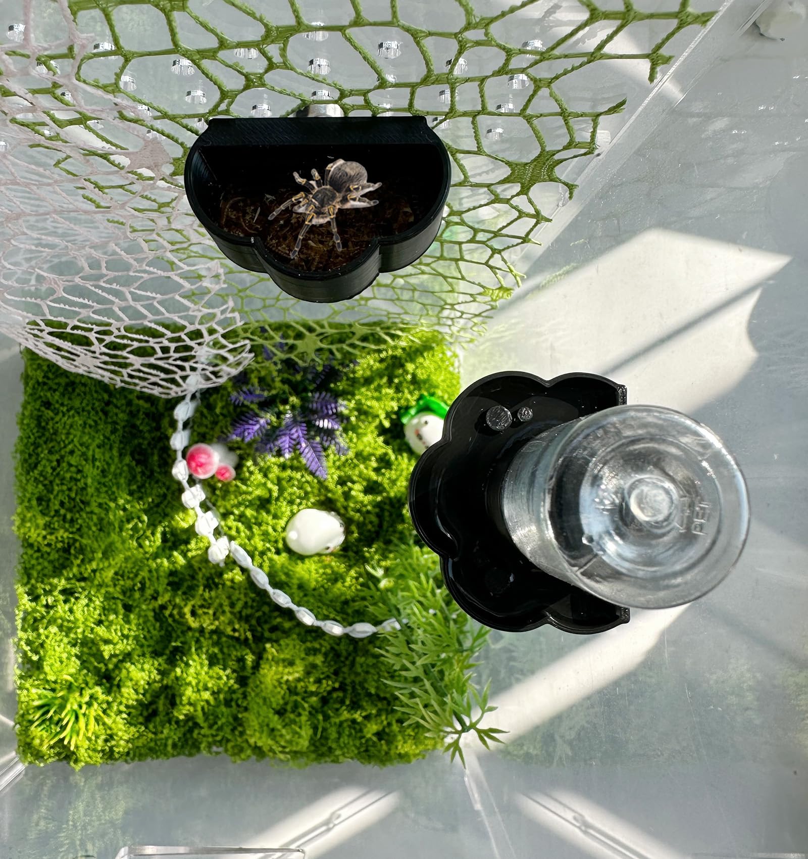 Heyshapeing Jumping Spider Kits, Magnetic Hanging Water Dispenser & Feeder Dish with Cleaning Brush & Tweezers, 8ml - Image 4