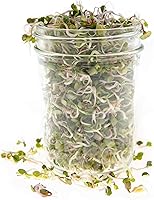 Vista 5 de Rainbow Radish Sprouting Seed Mix Heirloom Non-GMO Seeds for Sprouting & Microgreens Contains Red Arrow, Purple Triton & White Daikon Radish