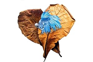 SunGrow Indian Almond Leaves for Axolotl Well-being: Boosting Immunity and Mimicking Natural Habitats