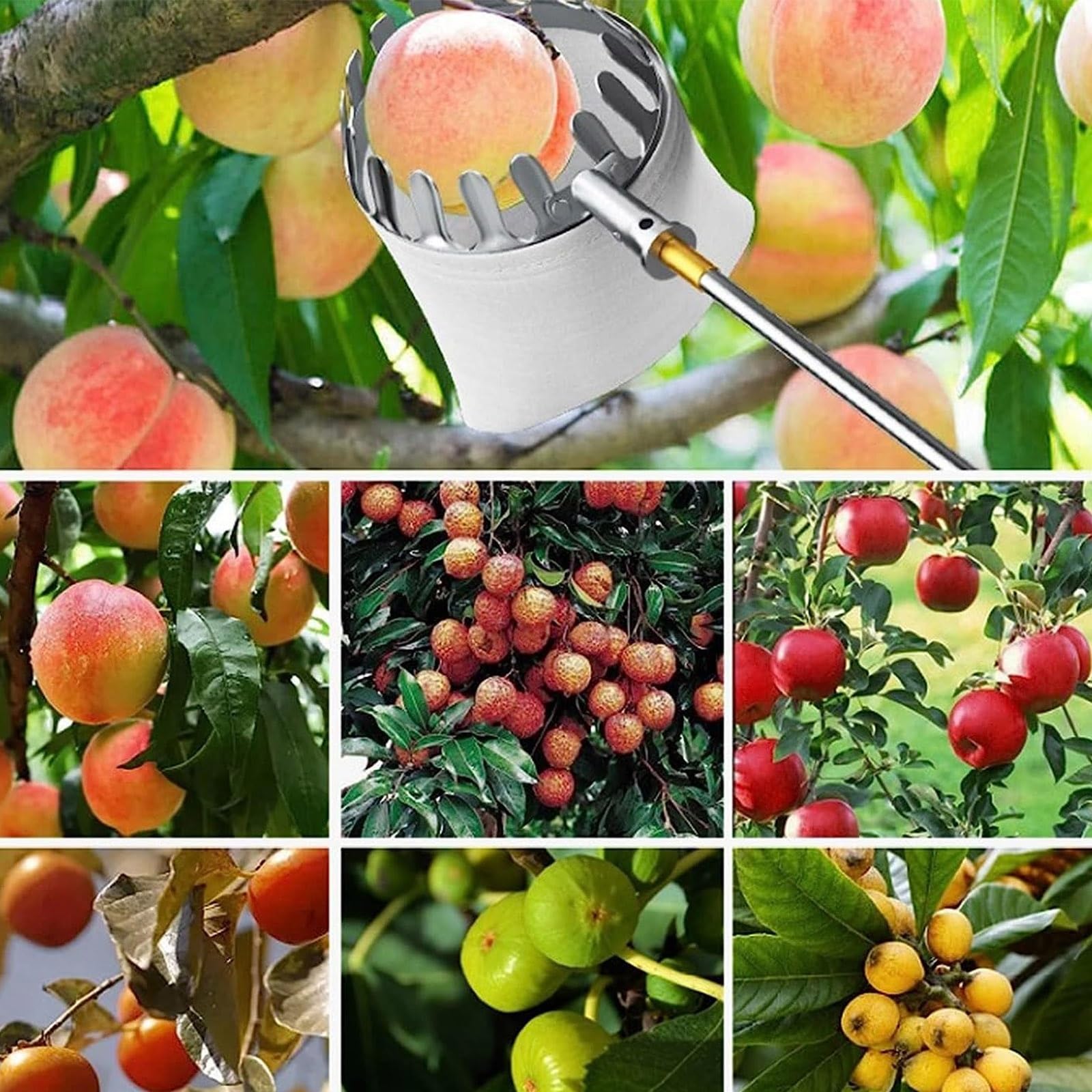 Obstpflücker Mit Teleskopstange Und Tasche, Apfelpflücker Aus Edelstahl, Obstfänger, Pflücker, Um Unzugängliche Stellen In Obstbäumen Zu Erreichen, Birnenpflücker, Pflaumenpflücker(A,19.7ft)