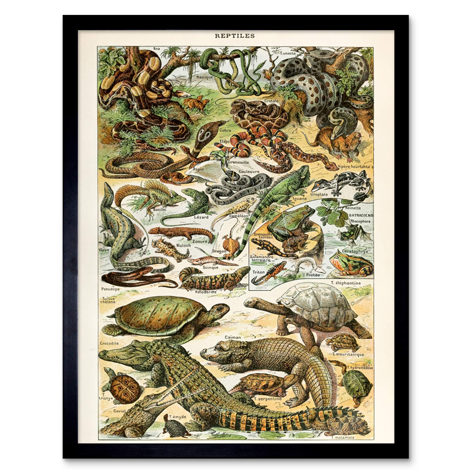 B&Q -  Millot Encyclopedia Page Reptiles Snake Tortoise 12X16" Framed Wall Art Print