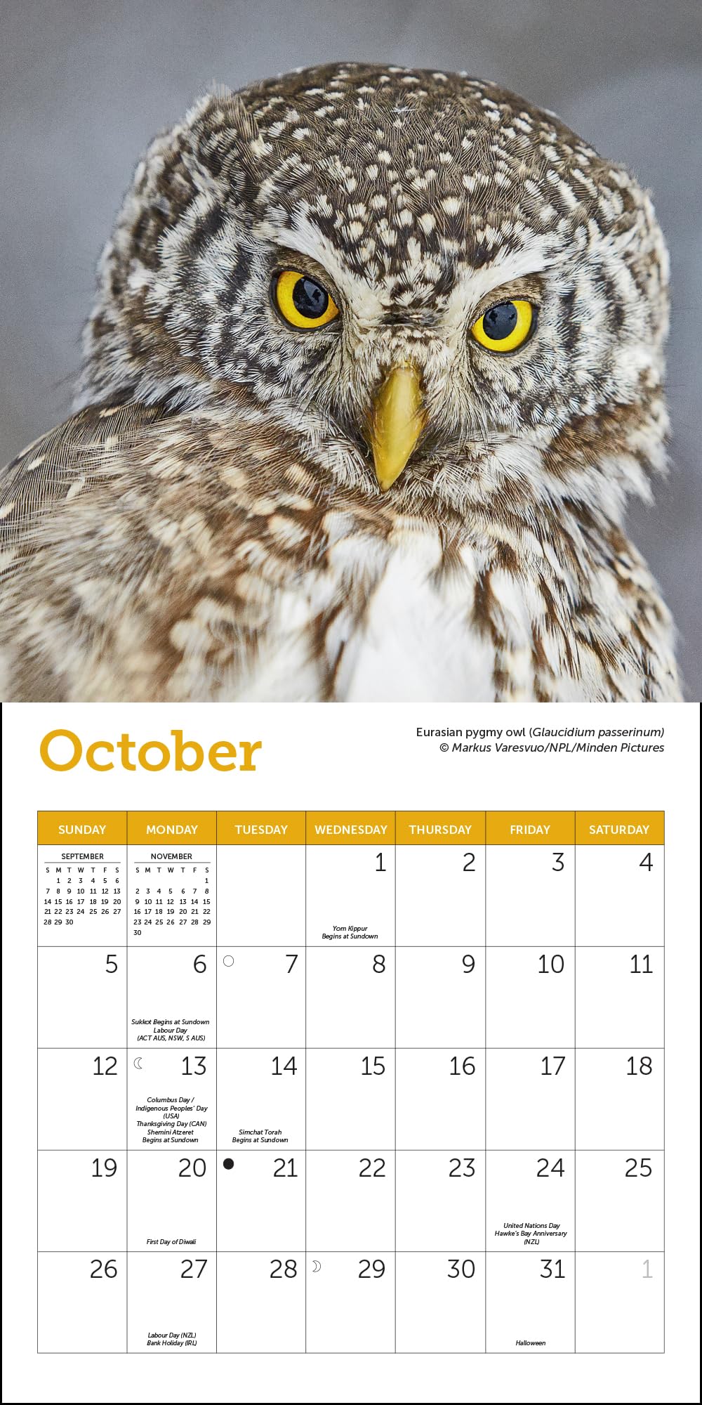 Amazon.com: Owls Mini Wall Calendar 2025, 7 amazon-com-owls-mini-wall-calendar-2025-7-x-7-office-products