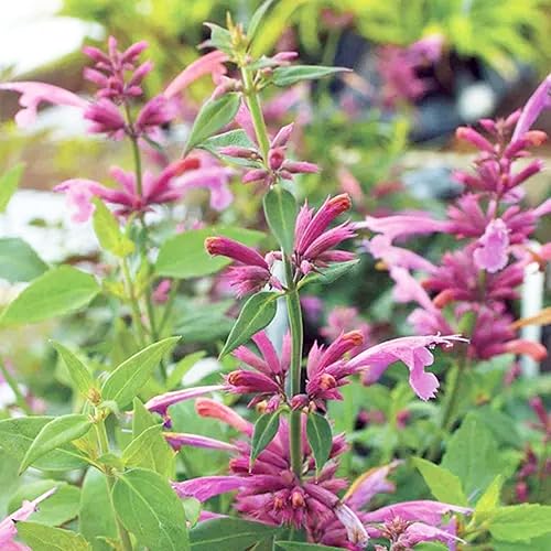 CHUXAY GARDEN 'Rose Mint' Agastache Pallidiflora Semillas 50 Semillas No OGM Heirloom Floración Plantas de Hierbas Perennes Aromático Sabor Único