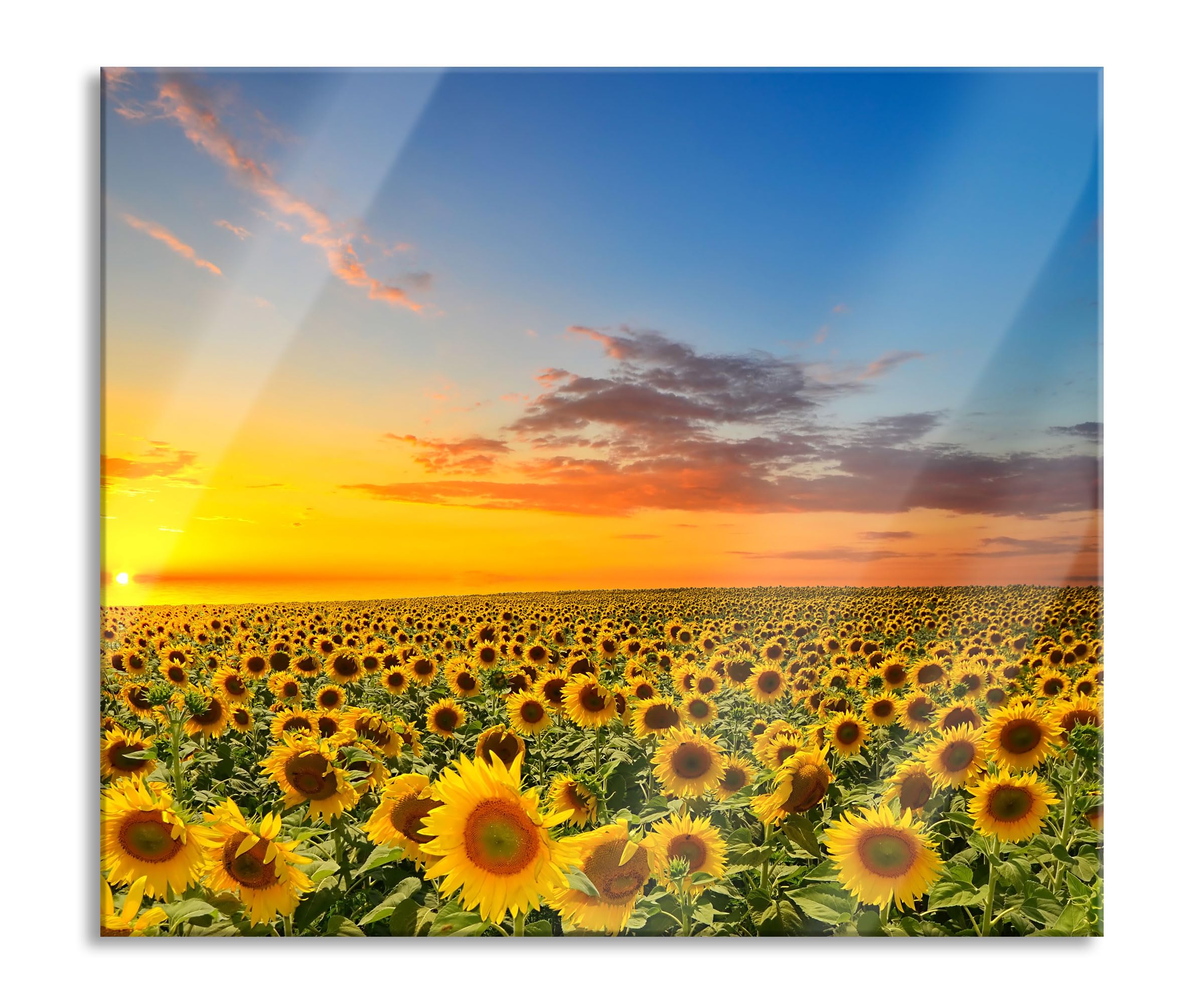 Sonnenuntergang Sonnenblumen Herdabdeckplatte & Spritzschutz aus Echtglas | Für Herd-Kochfelder | 60x52 cm