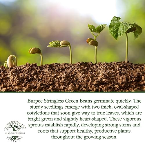 Miniatura 6 de Burpee - Semillas de frijol verde sin hilo para plantar, más de 50 semillas tradicionales por paquete, semillas de jardín de Isla (semillas de