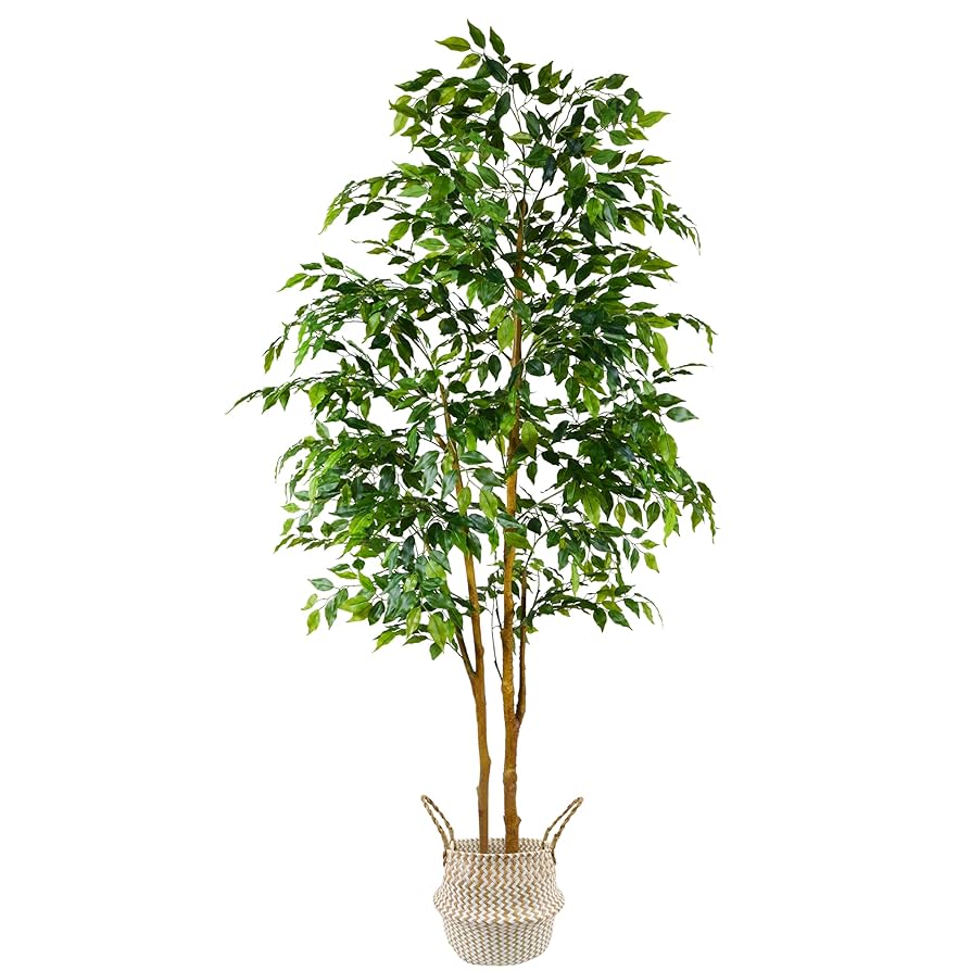 【FICUS】 81ujidIxYXL._UF894,1000_QL80_.jpg