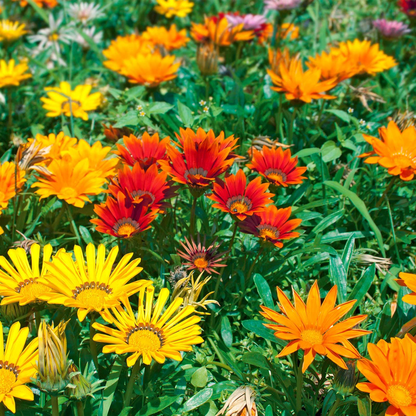 Mountain Valley Seed Company New Day Series Gazania Mix