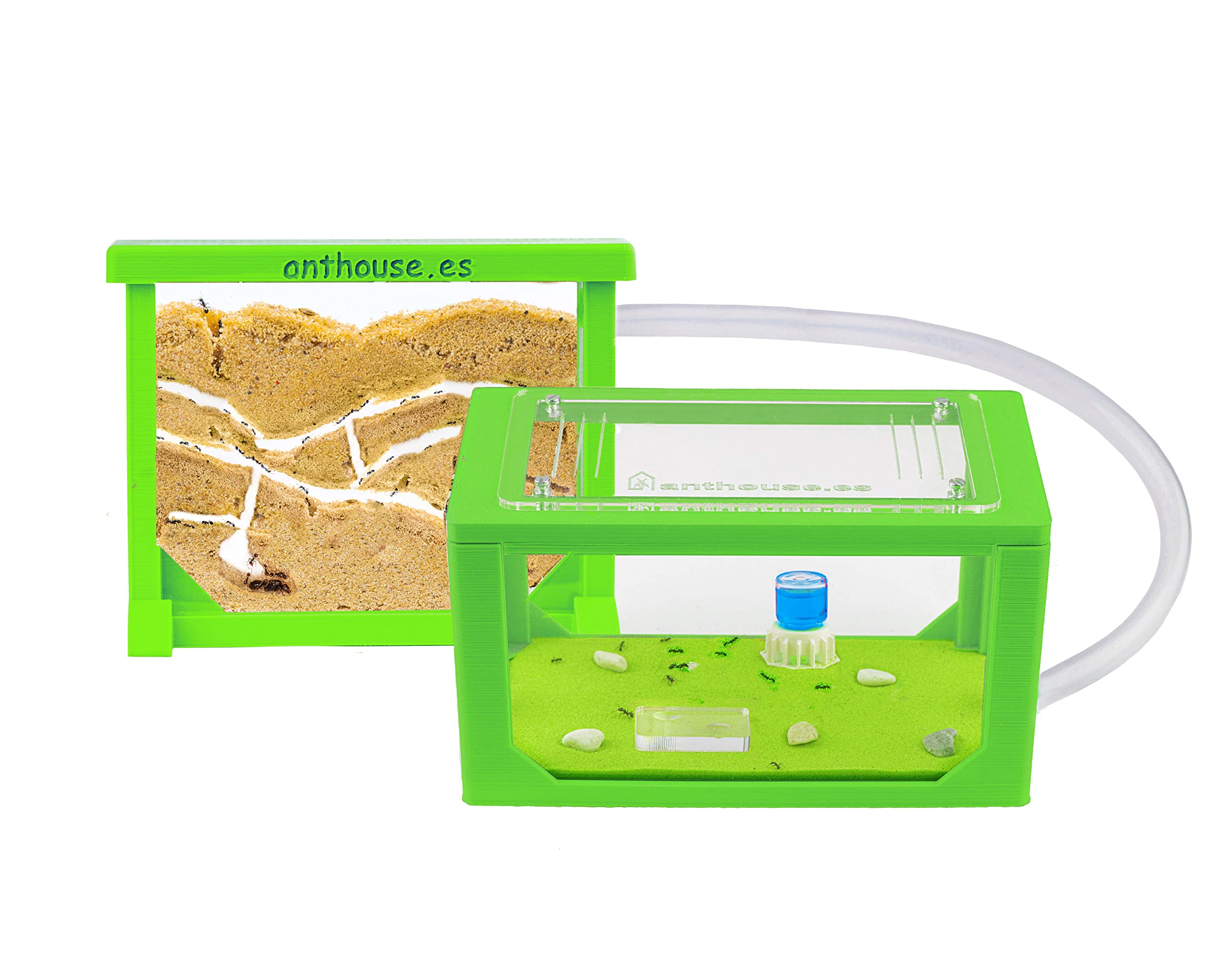 Anthouse.es - Hormiguero Natural de Arena - Kit Mini Hormiguero Acrílico (Sándwich + Caja de Forrajeo) - Granja de Hormigas con Colonia de Hormigas Incluida - 15 x 12 x 1 cm y 20 x 20 x 10 cm — view 14
