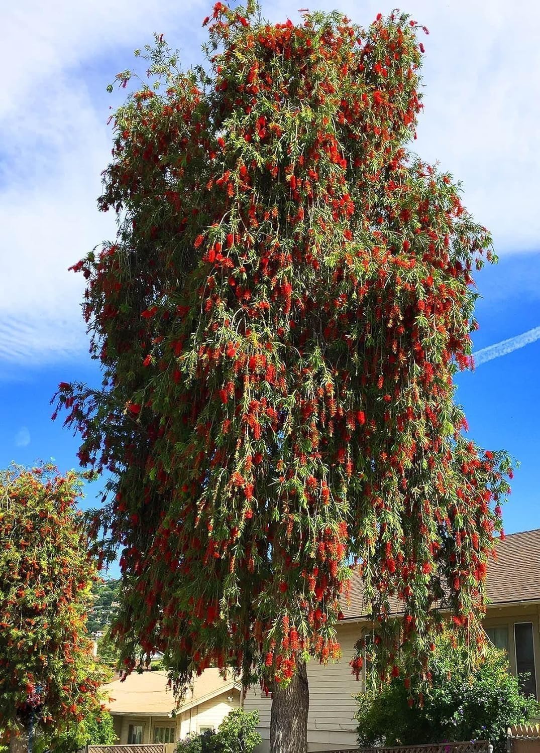 Bottlebrush Red Cluster | 1 Live Quart Size Plant | Callistemon citrinus | Perfect for Gardens & Landscaping | Easy to Grow & Low Maintenance Vibrant Shrub