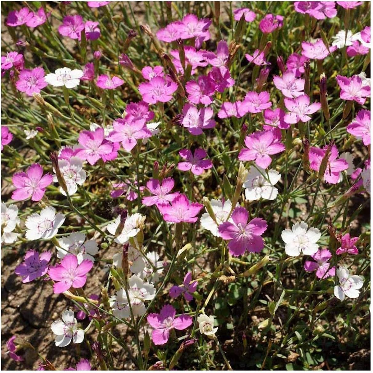 Everwilde Farms - 1/4 Lb Maiden Pinks Wildflower Seeds - Gold Vault