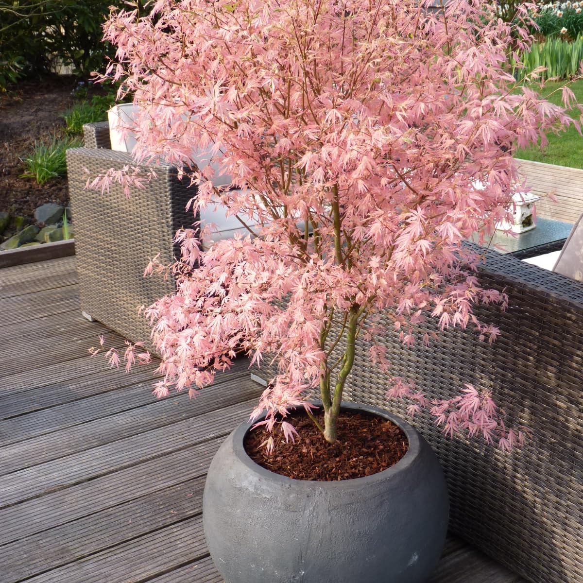 Plant in a Box - Érables du Japon - Set de 2 - Acer palmatum 'Taylor' - Hauteur 50-60cm - Pot 19cm - Plante d’extérieur - Vert - Rose