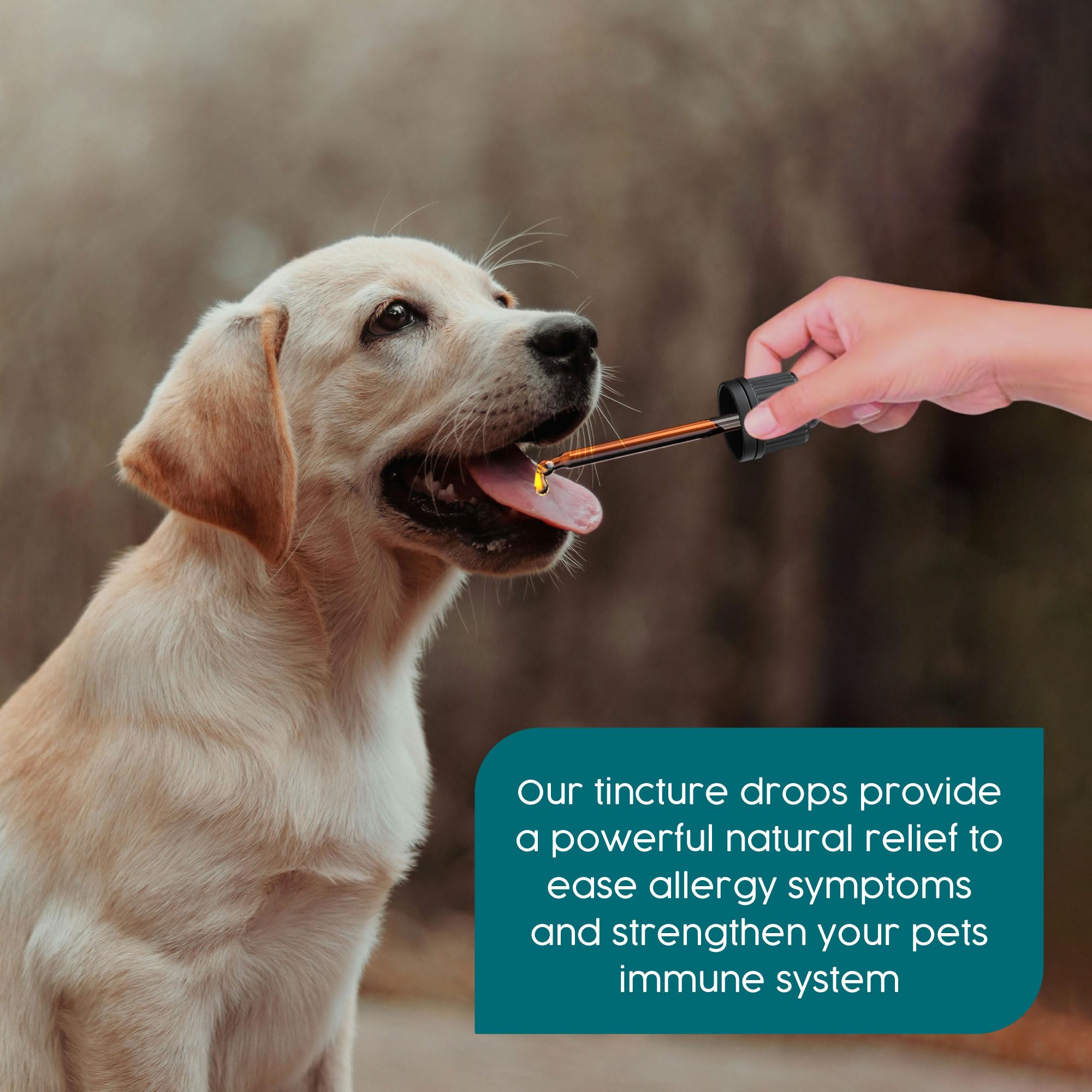 Zanipro Itchy Dog Skin Relief, Milk Thistle for Dogs Anti Itch for Dogs & Cat - Image 2
