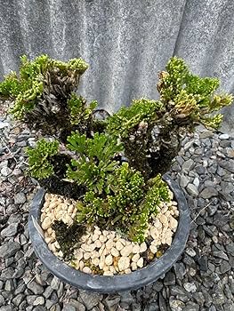 a＆e２１ イワヒバ寄せ植え盆栽 大小11幹有り 山野草盆栽 激安 a＆e21 イワヒバ寄せ植え盆栽 大小11幹有り 山野草盆栽 激安 送料