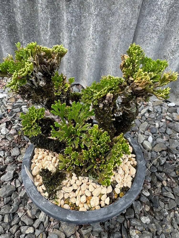 岩松 岩ヒバ Amazon.co.jp: 岩松 イワヒバ 岩ヒバ 盆栽 山野草 高山植物 312