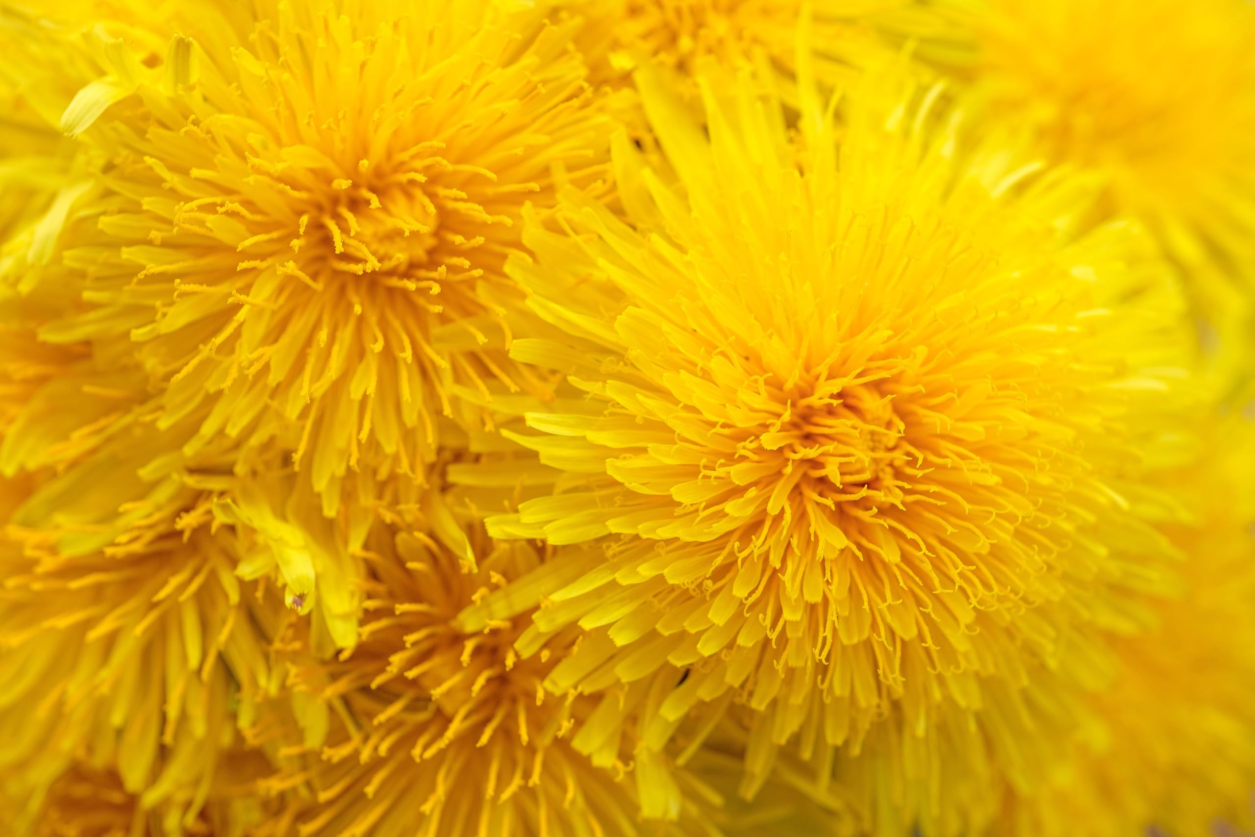 Löwenzahn (Taraxacum officinale) Samen. Pusteblume, Hasenfutter, Heilpflanze (200000 Samen = 110,0g)