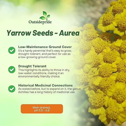 Miniatura 3 de Outsidepride 2000 Semillas Perennes Achillea Tomentosa Yarrow Aurea Golden Fleece Semillas de cobertura de suelo para plantar