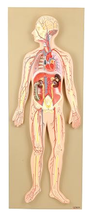 Eisco Labs Model, Human Circulatory System, Half-Size