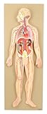 Eisco Labs Model, Human Circulatory System, Half-Size