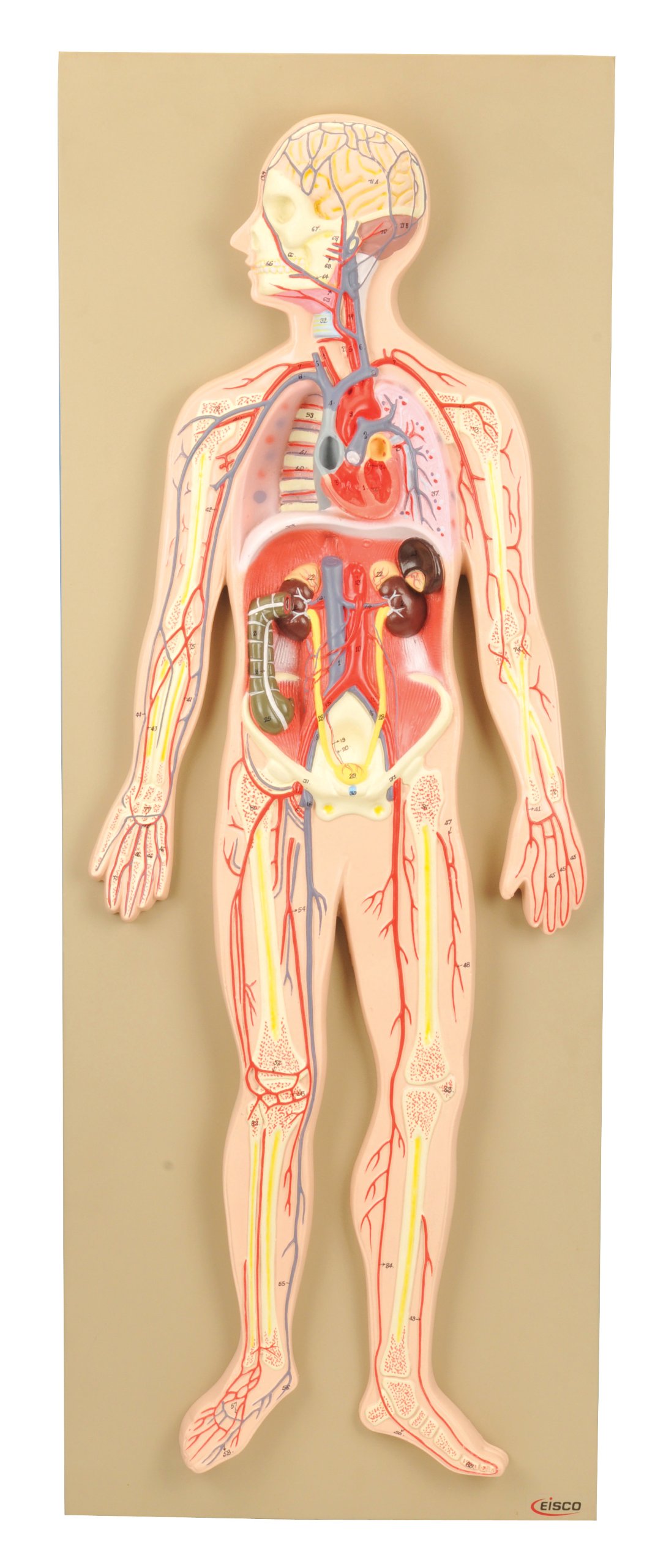 Eisco Labs Model, Human Circulatory System, Half-Size
