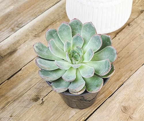 Miniatura 8 de Suculentas Echeveria de 1 cuarto de galón, 4 unidades, suculentas vivas recuerdos de fiesta en macetas suculentas, plantas suculentas vivas plantas