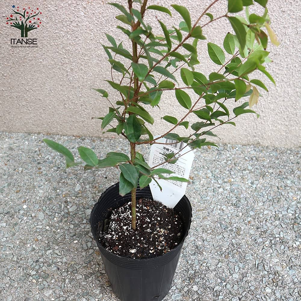 レア品種】ジャボチカバ 艾斯卡(ESCARLATE) 接ぎ木苗 レア品種 レア品種】ジャボチカバ 艾斯卡(ESCARLATE) 接ぎ木苗 レア品種