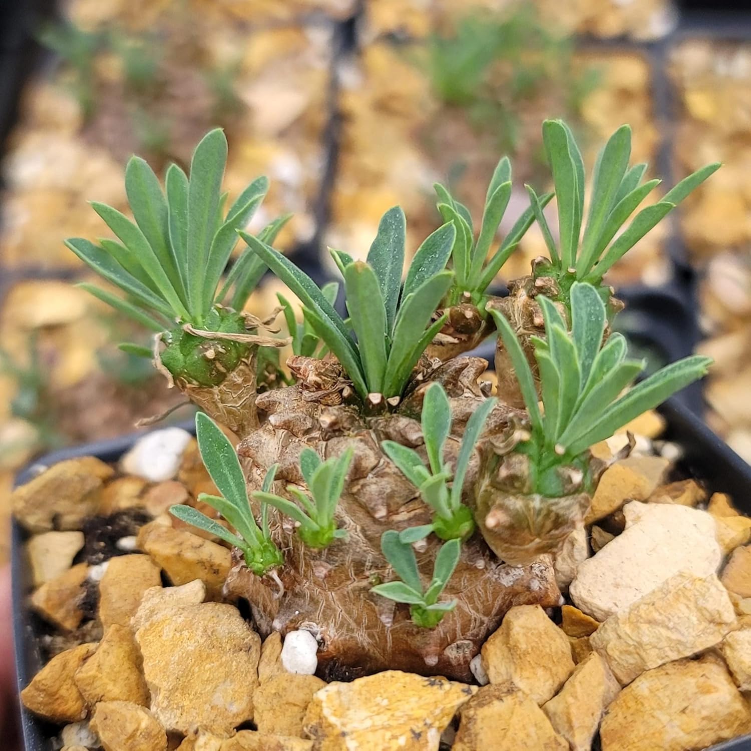 Euphorbia Japonica Cacti Cactus Succulent Real Live Plant